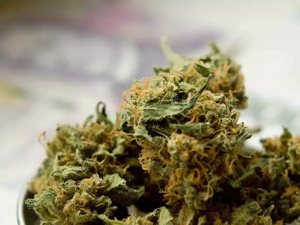 माता-पिता के परेशान करने वाले कॉल से हैदराबाद में गांजे के नेटवर्क का...