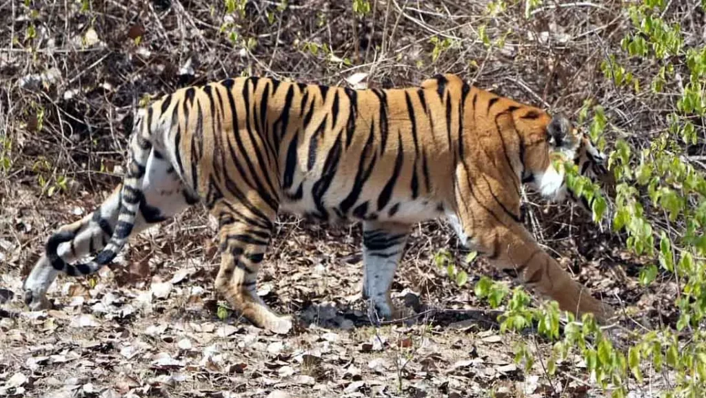 MP : साढ़े तीन साल की बांधवगढ़ बाघिन ने राजस्थान के मुकुंदरा हिल्स टाइगर...