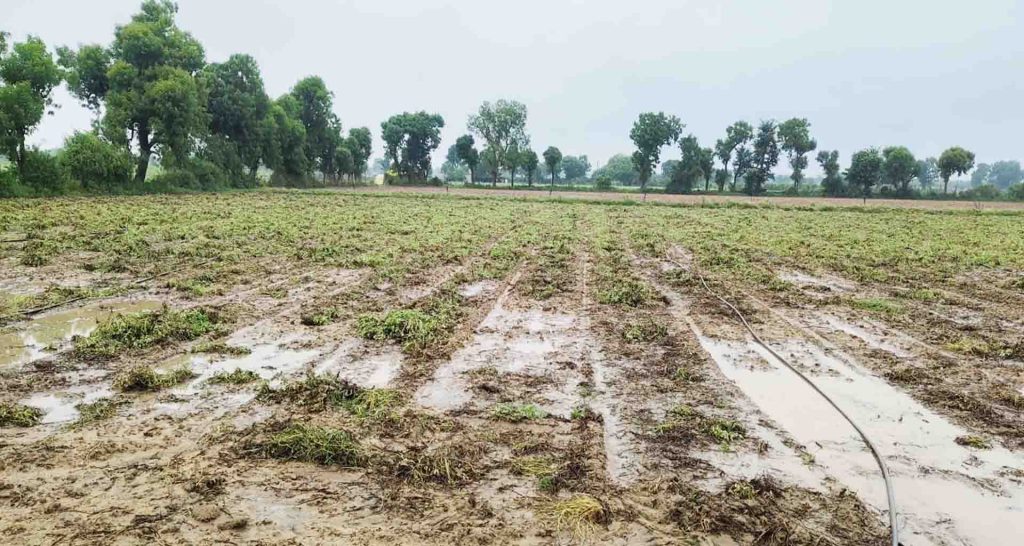 ઉનાળુ બાજરીના પાકમાં સંકલિત રોગ-જીવાતના અસરકારક નિયંત્રણ માટે શું કરવું?