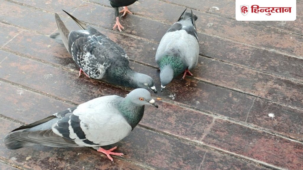 કબૂતરના ઈંડા ઘરમાં રાખવા શુભ છે કે નહીં? તેના વિશે બધું જાણો. घर में कबूतरों का अंडा देना शुभ होता है या नहीं, जानिए इसके बारे में सबकुछ