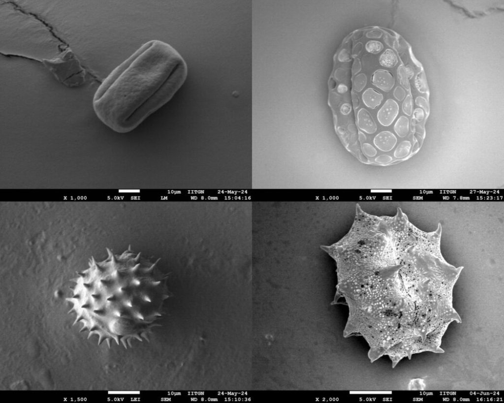 IIT ગાંધીનગરના સંશોધકોએ પરાગરજની છબીઓના વર્ગીકરણ માટે AI-આધારિત ફ્રેમવર્ક...
