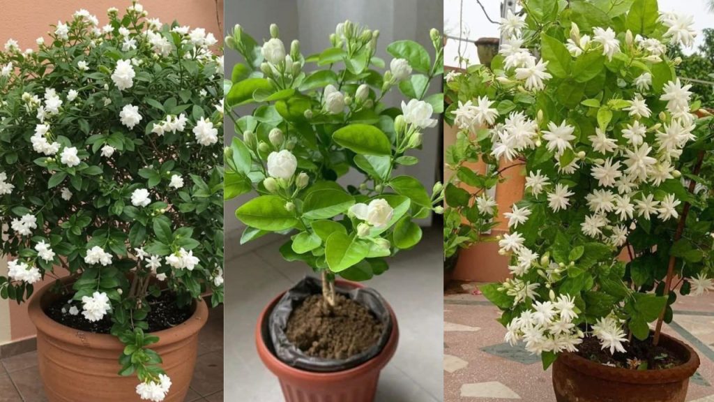 फरवरी में मोगरा को फूलों से लादने की आसान ट्रिक, माली की फ्री खाद से गर्मियों में बरसेंगे सफेद फूल | February Mogra Care Use These 2 Free Homemade Boosters for a Summer Burst of Fragrant White...