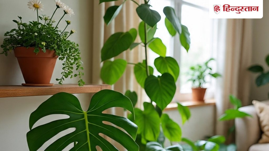 Vastu Tips: वास्तु के अनुसार हर एक घर में जरूर होने चाहिए ये 3 पौधे, इन दो से तो बिल्कुल रहें...