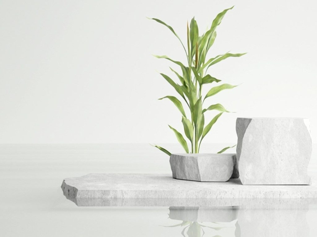 Fengshui Tips: घर में कितने डंठल वाला बैंबू प्लांट रखना लकी माना जाता...