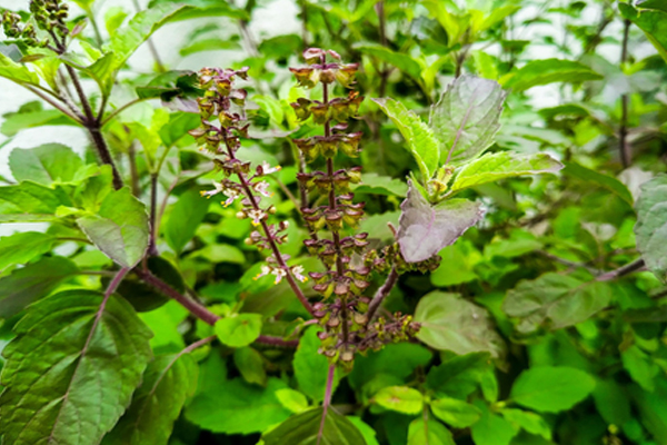 તુલસીનું રોજ સેવન કેમ ફાયદાકારક છે? જાણો તેના ચમત્કારી ગુણો रोजाना तुलसी का सेवन क्यों है फायदेमंद? जानिए इसके चमत्कारी गुण