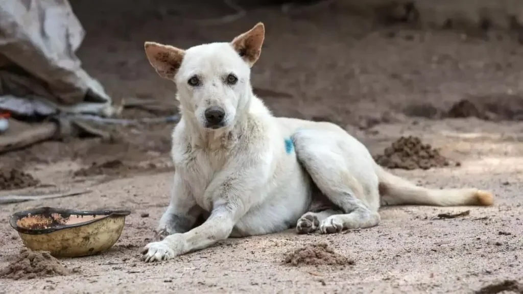 જાડચેરલા સરકારી હોસ્પિટલમાં રખડતા કૂતરાઓએ લાશને ખંજવાળ્યા, બેદરકારીનો આરોપ… जाडचेरला सरकारी अस्पताल में आवारा कुत्तों ने शव को नोचा, लापरवाही का लगाया...