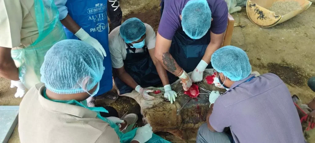 માતા ગાયનો જીવ બચાવવામાં પશુચિકિત્સકોને મોટી સફળતા गौमाता की जान बचाने में पशु चिकित्सकों की बड़ी सफलता