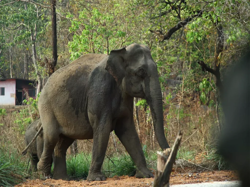 Kerala: वन विभाग ने कन्नूर में ऑपरेशन गजमुक्ति के तहत दो जंगली हाथियों को पकड़ा ...
