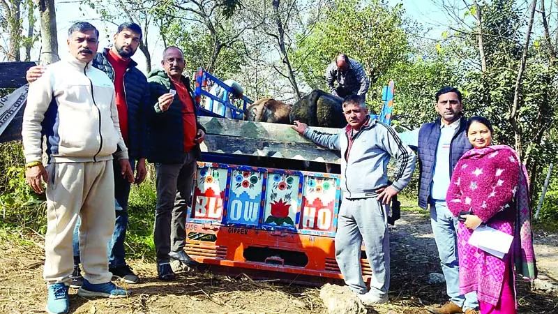 ખૈરી ગાયના અભ્યારણમાં અત્યાર સુધીમાં 224 બળદો પહોંચાડવામાં આવ્યા છે गो अभ्यारण खैरी में अब तक पहुंचाए 224 बैल