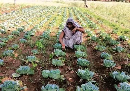 સખત મહેનતથી લખાયેલી સફળતાની ગાથા, શાકભાજીના ઉત્પાદનમાંથી આરતીની વાર્ષિક આવક 1.13% પર પહોંચી… मेहनत से लिखी सफलता की कहानी, सब्जी उत्पादन से आरती की सालाना आय पहुँची 1.13...