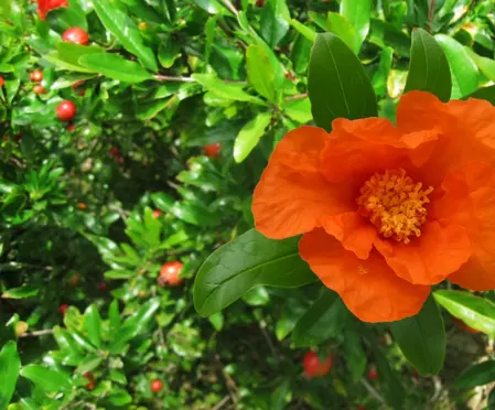 માત્ર ફળ જ નહીં, દાડમના ફૂલમાં પણ સ્વાસ્થ્યનો ખજાનો છુપાયેલો છે. सिर्फ फल ही नहीं, अनार के फूल में भी छिपा है सेहत का खजाना