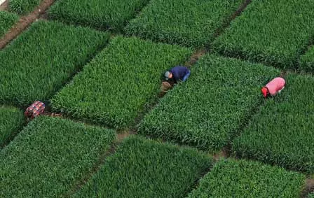 કૃષિ ઉત્પાદન કાર્ય પર ચીનના નાયબ વડા પ્રધાનની સૂચનાઓ कृषि उत्पादन कार्य पर चीनी उप प्रधानमंत्री के निर्देश