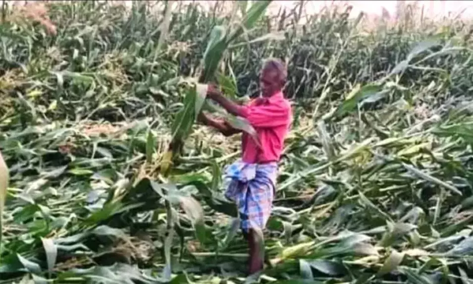 તેલંગાણામાં અતિવૃષ્ટિએ પાકનો નાશ કર્યો, ખેડૂતોને નુકસાન પહોંચાડ્યું Telangana में ओलावृष्टि से फसलें बर्बाद, किसानों को नुकसान