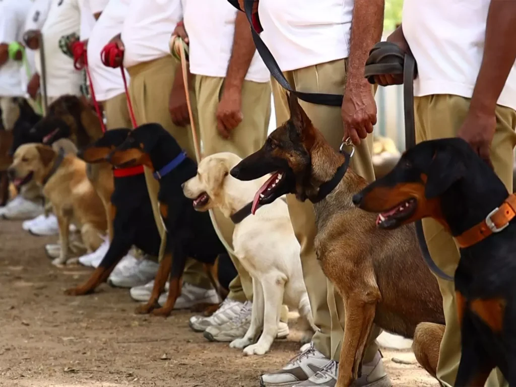 गुजरात पुलिस की K9 यूनिट और खतरनाक हुई: आतंक और ड्रग्स के खिलाफ 'सुपर डॉग्स'