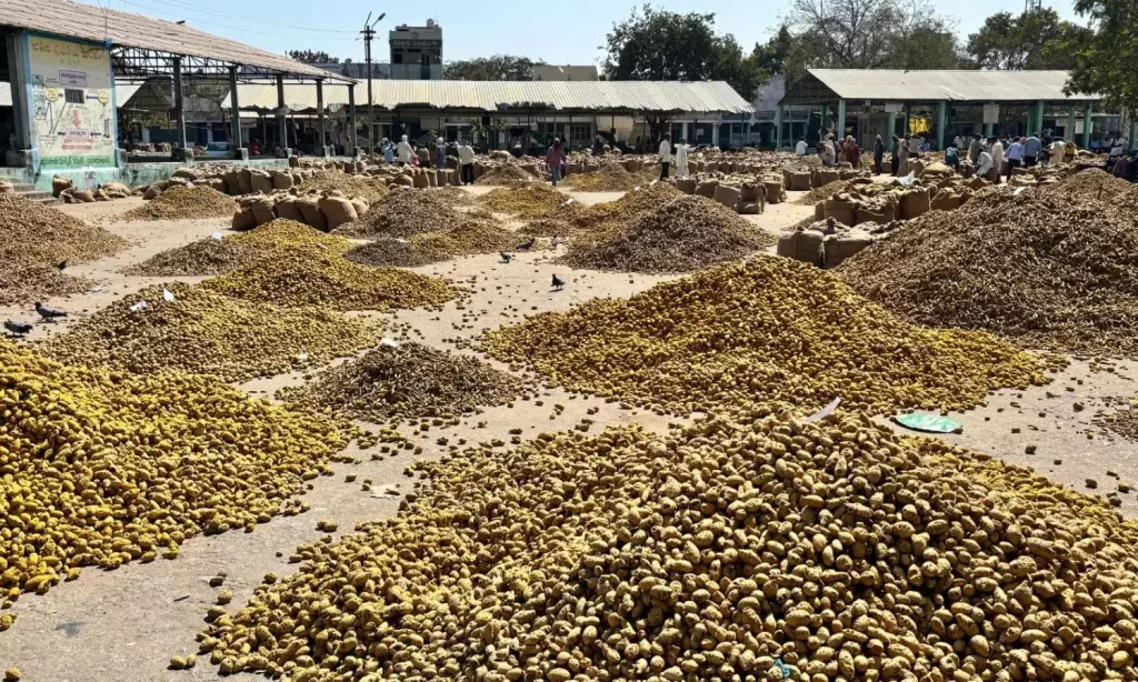 Nizamabad  मार्केट यार्ड में बेमौसम बारिश से हल्दी की फसल खराब