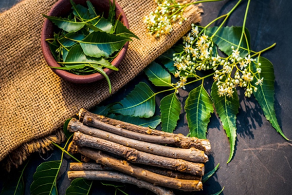 વર્લ્ડ ઓરલ હેલ્થ ડે: દાંત બ્રશ કરતા 100 ગણા સારા છે, લીમડાથી લઈને જામુન સુધી સીઝન પ્રમાણે ઉપયોગ કરો. वर्ल्ड ओरल हेल्थ डे : ब्रश से सौ गुना बेहतर दातुन, नीम से जामुन तक, मौसम के अनुसार करें इस्तेमाल