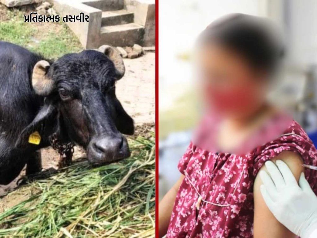 ઇડરના લાલોડામાં હડકાયું કૂતરું કરડ્યાં બાદ ભેંસનું મોત