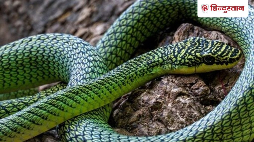 ઉડતા સાપ આ ગુફાઓમાં રહે છે, પ્રથમ વખત જોવામાં આવ્યા છે; બધાએ જોવાનું બંધ કર્યું … इन गुफाओं में रहते हैं उड़ने वाले सांप, पहली बार आए सामने; देखते ही सब रह गए...