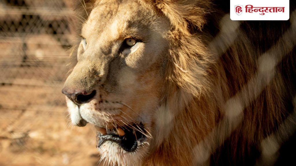 ચંદ્રગ્રહણ સિંહઃ આજે સિંહ રાશિમાં થશે ચંદ્રગ્રહણ, જાણો સિંહ રાશિ પર સૂર્યનું બ્લડ પ્રેશર… Chandra Grahan Leo:सिंह राशि में आज लगेगा चंद्रग्रहण, जानें सूर्य की सिंह राशि पर ब्लड...