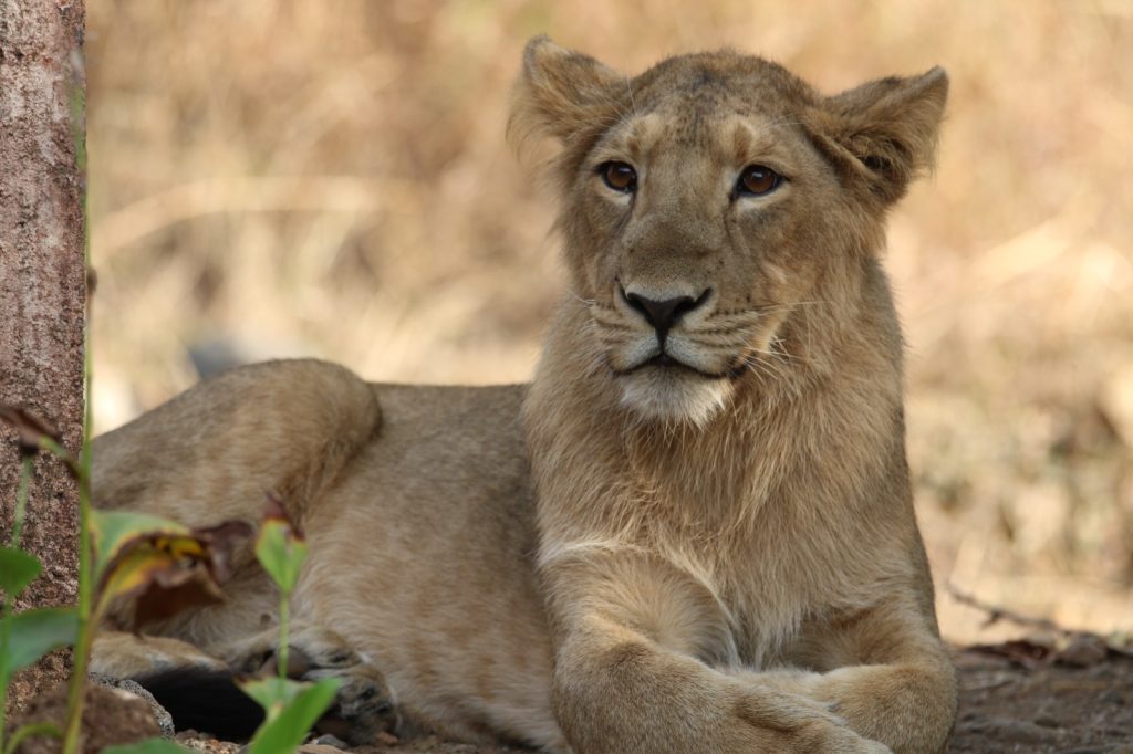 ૩૨૨ સિંહના બે વર્ષમાં મૃત્યુ: સૌથી વધુ ૧૪૮ સિંહબાળનાં મૃત્યુ થયાં