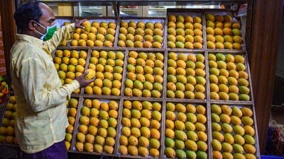 યુદ્ધ લંબાશે તો કેરીના એક્સપોર્ટના ૫૦૦ કરોડના વેપારને અસર થઇ શકે યુદ્ધ લંબાશે તો કેરીના એક્સપોર્ટના ૫૦૦ કરોડના વેપારને અસર થઇ શકે