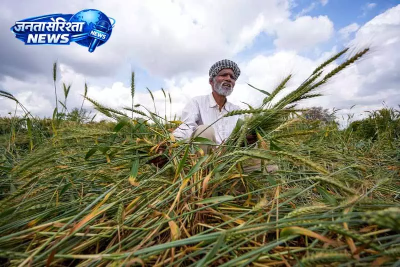 પંજાબ: માલવા જિલ્લામાં હવામાન ખેડૂતોની ચિંતામાં વધારો કરે છે Punjab: मालवा जिले में मौसम ने किसानों की चिंता बढ़ाई