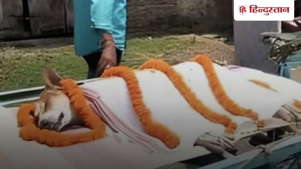 सांप से भिड़ गया कुत्ता, गंवाई जान, लेकिन मासूम छात्रों को बचा लिया;...