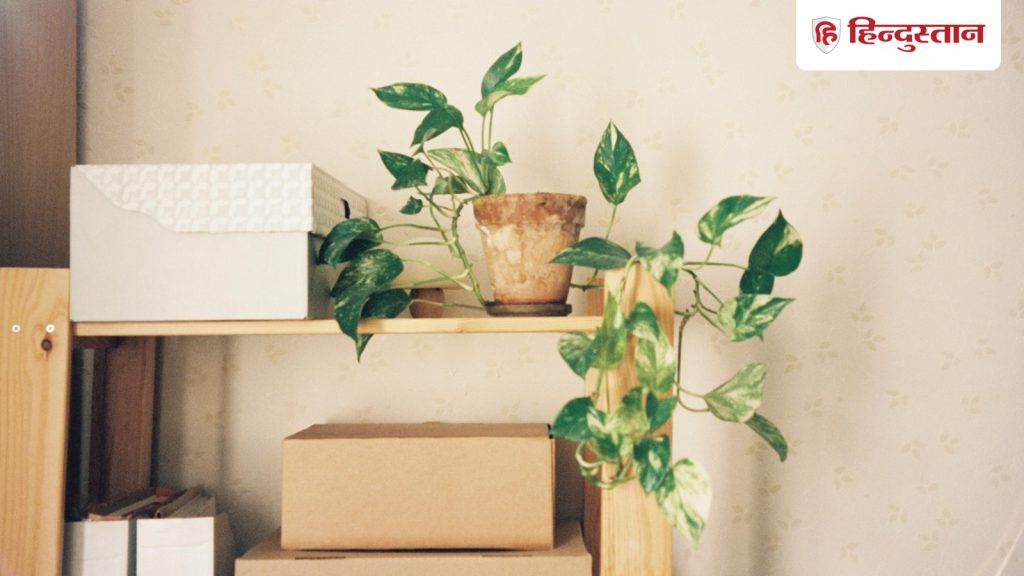 Vastu Tips: ऑफिस डेस्क पर मनी प्लांट रखने के 2 सबसे बड़े फायदे, गलत दिशा बना सकती है...