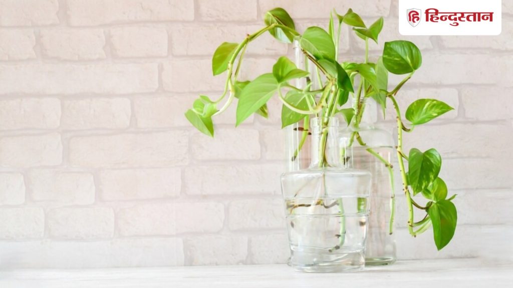 Vastu Tips: फायदा ही नहीं नुकसान भी पहुंचा सकता है मनी प्लांट, कहीं आप भी तो नहीं कर...