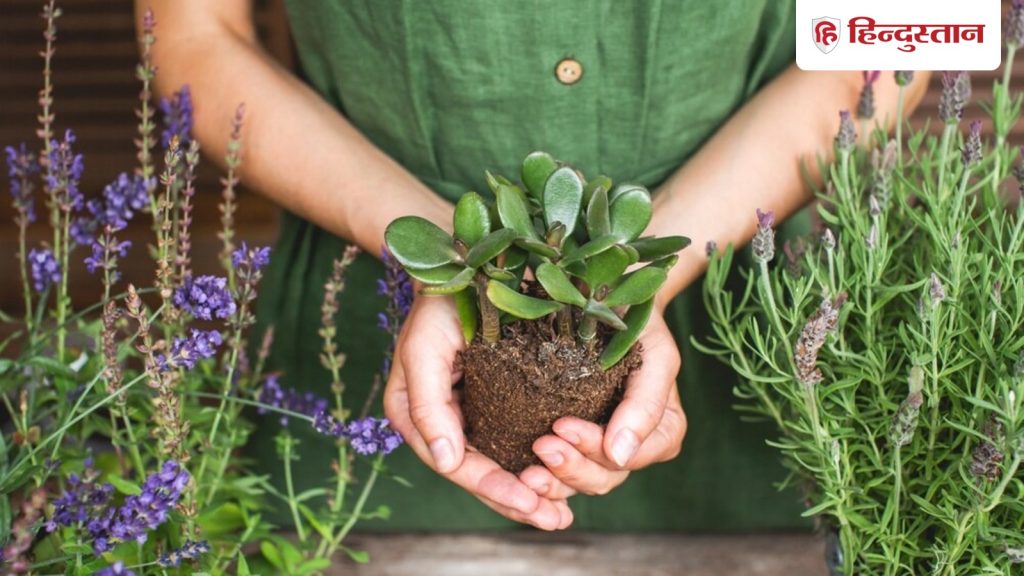 Feng Shui Tips: मनी प्लांट की तरह असरदार हैं फेंगशुई के ये 3 पौधे, घर लाते ही जाग जाएगी...