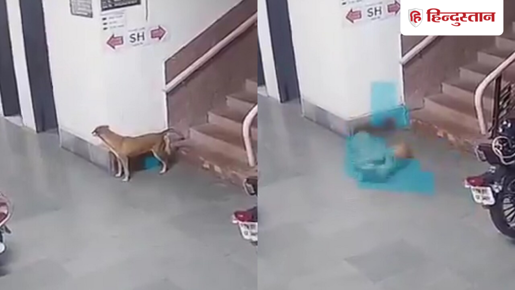VIDEO: फिसलन, संघर्ष और शिकार: IIT बॉम्बे पहुंच गया तेंदुआ, CCTV में कैद हुआ खौफनाक...