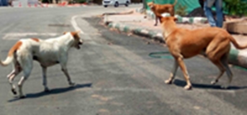 महाराष्ट्र: बीड में आवारा कुत्तों ने 3 साल की मासूम पर किया हमला, चेहरे पर लगे 12 टांके