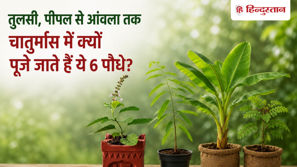 तुलसी लेकर आंवला तक... चातुर्मास में इन 6 पौधों की पूजा क्यों मानी जाती है...