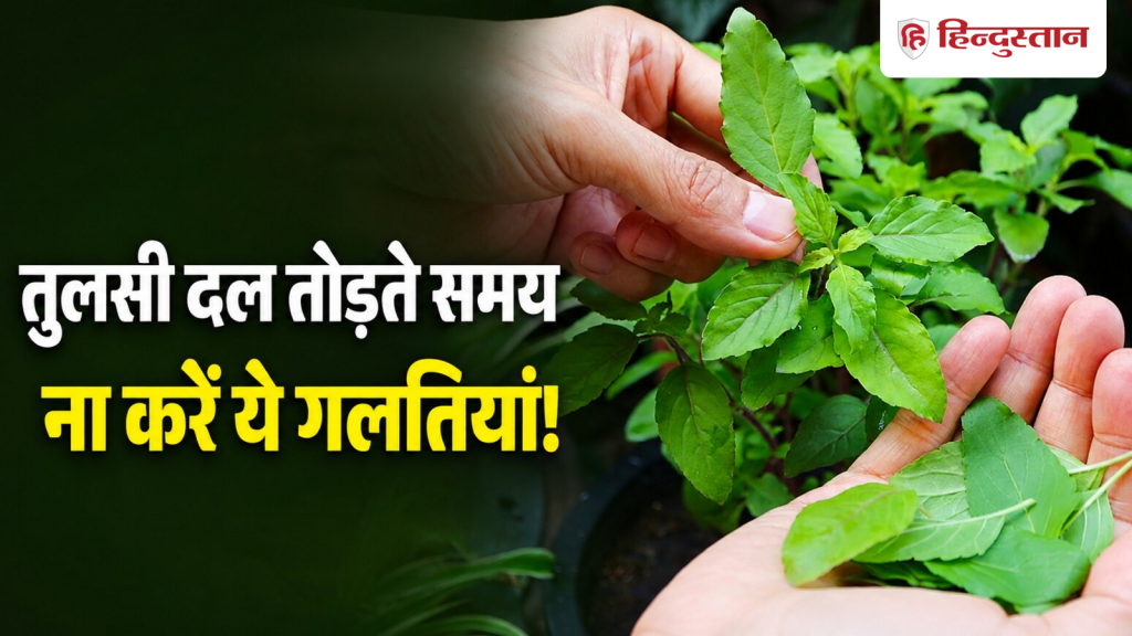 कहीं आप भी तो नहीं कर रहे तुलसी तोड़ते समय ये गलतियां? जानें सही विधि और मंत्र