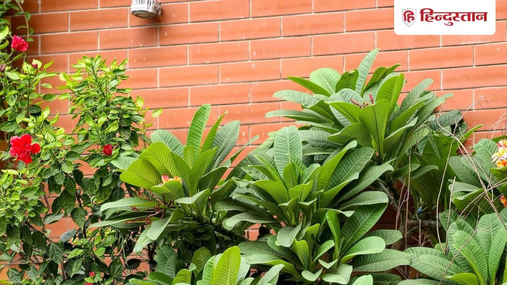 Fengshui Tips: क्या आपके घर में भी हैं ये 3 पौधे? बार-बार होगी कलह