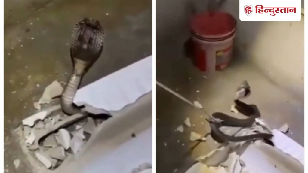 गुरुग्राम: टॉयलेट सीट से आ रही थी सीटी की आवाज, तुड़वाया तो सामने था कोबरा- VIDEO
